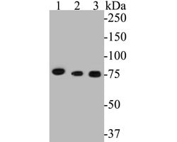 Invitrogen Metadherin Monoclonal Antibody (6-F4) 100 &mu;L; Unconjugated:Antibodies,