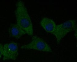Invitrogen CEACAM6 Monoclonal Antibody (A1E2) 100 &mu;L; Unconjugated:Antibodies,