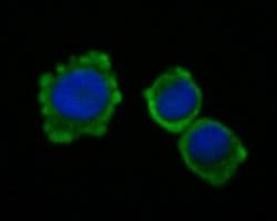 Invitrogen CEACAM6 Monoclonal Antibody (A1E2) 100 &mu;L; Unconjugated:Antibodies,
