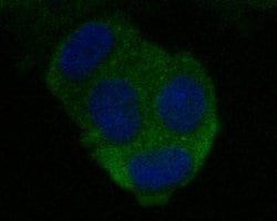 Invitrogen CEACAM6 Monoclonal Antibody (A1E2) 100 &mu;L; Unconjugated:Antibodies,