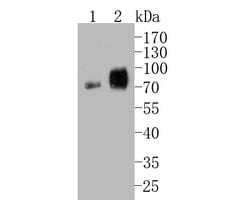 Invitrogen CEACAM6 Monoclonal Antibody (A1E2) 100 &mu;L; Unconjugated:Antibodies,