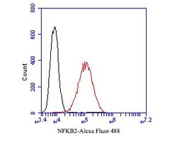 Invitrogen NFkB p52/p100 Monoclonal Antibody (16B2) 100 &mu;L; Unconjugated:Antibodies,