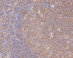 Invitrogen NFkB p52/p100 Monoclonal Antibody (16B2) 100 &mu;L; Unconjugated:Antibodies,