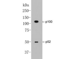 Invitrogen NFkB p52/p100 Monoclonal Antibody (16B2) 100 &mu;L; Unconjugated:Antibodies,