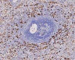 Invitrogen Lysozyme Monoclonal Antibody (A5A9) 100 &mu;L; Unconjugated:Antibodies,