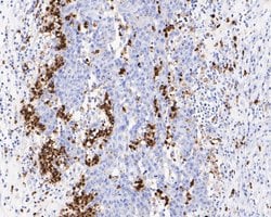 Invitrogen Lysozyme Monoclonal Antibody (A5A9) 100 &mu;L; Unconjugated:Antibodies,