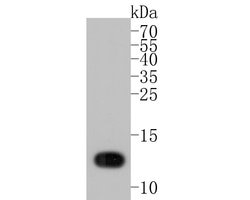Invitrogen Lysozyme Monoclonal Antibody (A5A9) 100 &mu;L; Unconjugated:Antibodies,