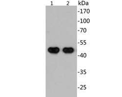 Invitrogen SARS-CoV-2 Nucleocapsid Monoclonal Antibody (A4D12) 100 &mu;L | Buy Online | Invitrogen&trade; | Fisher Scientific
