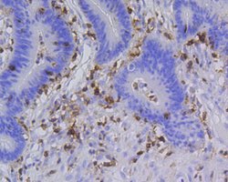 Invitrogen CD45 Recombinant Rabbit Monoclonal Antibody (JE03-05) 100 &mu;L;
