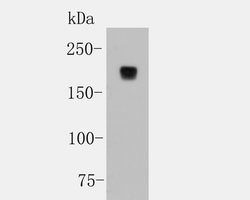 Invitrogen CD45 Recombinant Rabbit Monoclonal Antibody (JE03-05) 100 &mu;L;