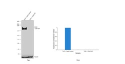 Invitrogen CD45 Recombinant Rabbit Monoclonal Antibody (JE03-05) 100 &mu;L;