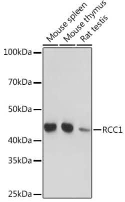Invitrogen RCC1 Recombinant Rabbit Monoclonal Antibody (1F0C5) 100 &mu;L;