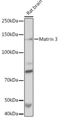 Invitrogen MATR3 Recombinant Rabbit Monoclonal Antibody (10O1D1) 100 &mu;L;