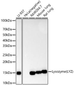 Invitrogen Lysozyme Recombinant Rabbit Monoclonal Antibody (2Y5E4) 100