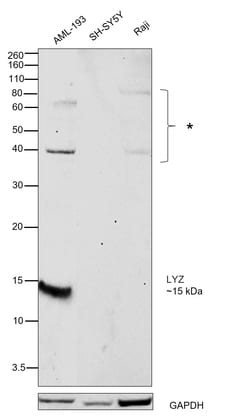 Invitrogen Lysozyme Recombinant Rabbit Monoclonal Antibody (2Y5E4) 100