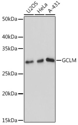 GCLM Recombinant Rabbit Monoclonal Antibody (ARC0597), Invitrogen 100 &mu;L;