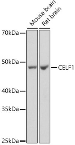 Invitrogen CUGBP1 Recombinant Rabbit Monoclonal Antibody (2B2P2) 100 &mu;L;