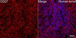 Invitrogen CD27 Recombinant Rabbit Monoclonal Antibody (4M7N3) 100 &mu;L;