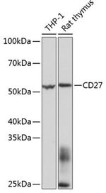 CD27 Recombinant Rabbit Monoclonal Antibody (ARC0625), Invitrogen™