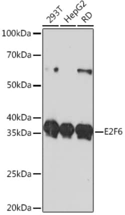 Invitrogen E2F6 Recombinant Rabbit Monoclonal Antibody (9I5M0) 100 &mu;L | Buy Online | Invitrogen&trade; | Fisher Scientific