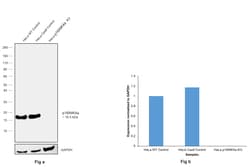 Invitrogen p16INK4a Recombinant Rabbit Monoclonal Antibody (0D0C8) 100