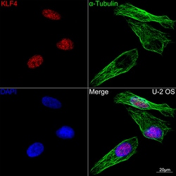 Invitrogen KLF4 Recombinant Rabbit Monoclonal Antibody (7B7U1) 100 &mu;L;