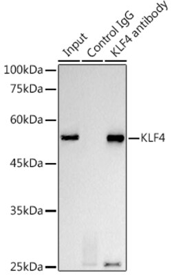 Invitrogen KLF4 Recombinant Rabbit Monoclonal Antibody (7B7U1) 100 &mu;L;