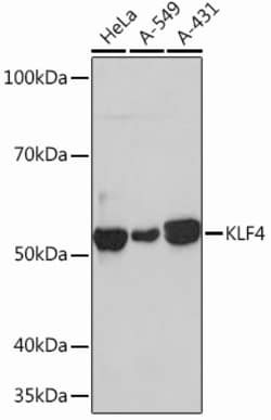 Invitrogen KLF4 Recombinant Rabbit Monoclonal Antibody (7B7U1) 100 &mu;L;