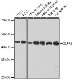 Invitrogen EDG3 Recombinant Rabbit Monoclonal Antibody (5E3G9) 100 &mu;L;