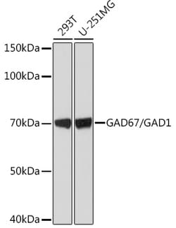Invitrogen GAD67 Recombinant Rabbit Monoclonal Antibody (4I8S8) 100 &mu;L | Buy Online | Invitrogen&trade; | Fisher Scientific