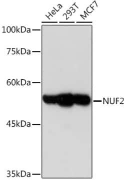 Invitrogen NUF2 Recombinant Rabbit Monoclonal Antibody (5J0T9) 100 &mu;L;