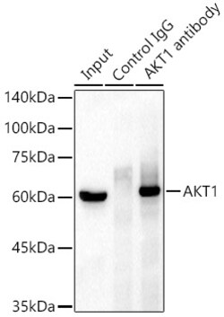 Invitrogen AKT1 Recombinant Rabbit Monoclonal Antibody (10S9D6) 100 &mu;L;