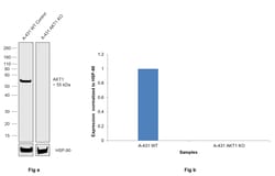 Invitrogen AKT1 Recombinant Rabbit Monoclonal Antibody (10S9D6) 100 &mu;L;