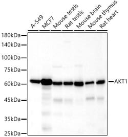 Invitrogen AKT1 Recombinant Rabbit Monoclonal Antibody (10S9D6) 100 &mu;L;