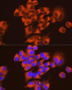 Invitrogen PKA alpha Monoclonal Antibody 100 &mu;L | Buy Online | Invitrogen&trade; | Fisher Scientific