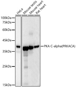 Invitrogen PKA alpha Monoclonal Antibody 100 &mu;L | Buy Online | Invitrogen&trade; | Fisher Scientific