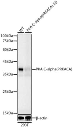 Invitrogen PKA alpha Monoclonal Antibody 100 &mu;L | Buy Online | Invitrogen&trade; | Fisher Scientific