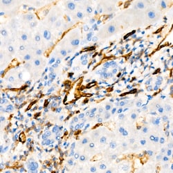 Invitrogen CD31 (PECAM-1) Recombinant Rabbit Monoclonal Antibody (7O7K3)