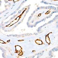 Invitrogen CD31 (PECAM-1) Recombinant Rabbit Monoclonal Antibody (7O7K3)