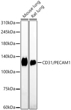 Invitrogen CD31 (PECAM-1) Recombinant Rabbit Monoclonal Antibody (7O7K3)