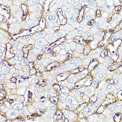 Invitrogen CD29 (Integrin beta 1) Recombinant Rabbit Monoclonal Antibody
