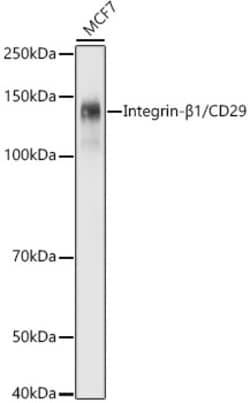 Invitrogen CD29 (Integrin beta 1) Recombinant Rabbit Monoclonal Antibody