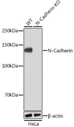 Invitrogen N-cadherin Recombinant Rabbit Monoclonal Antibody (6F9G8) 100
