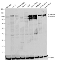 Invitrogen N-cadherin Recombinant Rabbit Monoclonal Antibody (6F9G8) 100