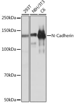 Invitrogen N-cadherin Recombinant Rabbit Monoclonal Antibody (6F9G8) 100