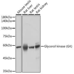Invitrogen Glycerol kinase Recombinant Rabbit Monoclonal Antibody (8S4T8)