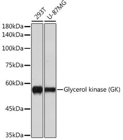 Invitrogen Glycerol kinase Recombinant Rabbit Monoclonal Antibody (8S4T8)