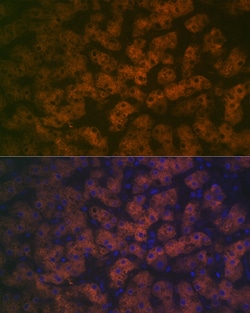 Invitrogen FMO3 Recombinant Rabbit Monoclonal Antibody (6Q10X9) 100 &mu;L;