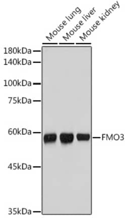Invitrogen FMO3 Recombinant Rabbit Monoclonal Antibody (6Q10X9) 100 &mu;L;