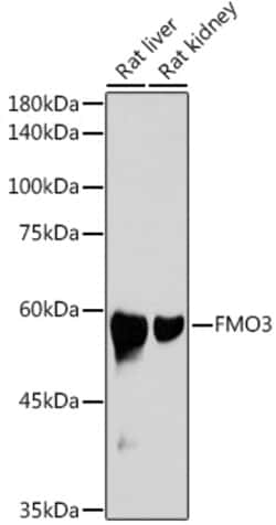 Invitrogen FMO3 Recombinant Rabbit Monoclonal Antibody (6Q10X9) 100 &mu;L;